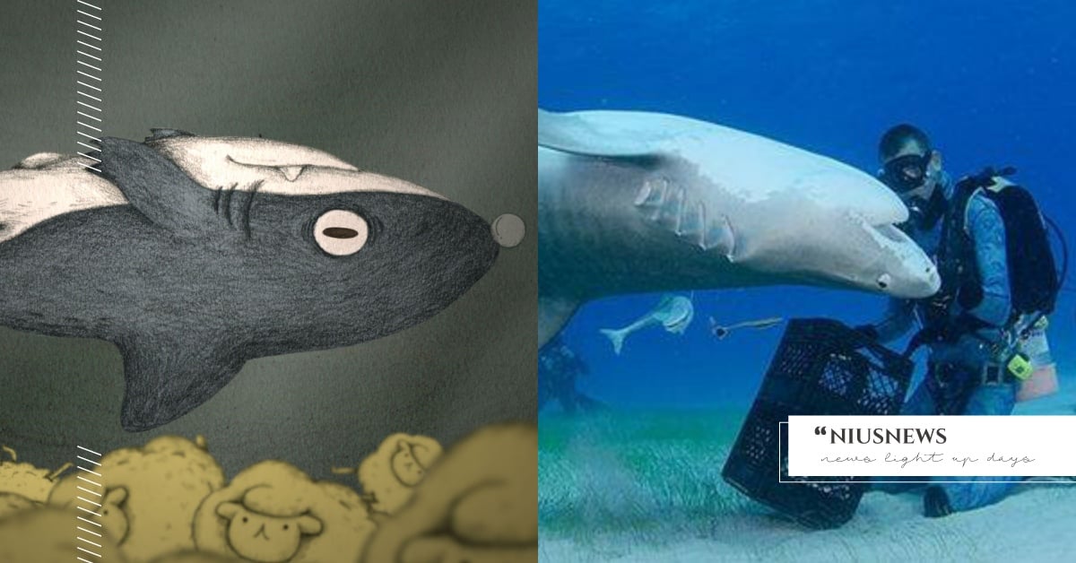 你知道嗎？鯊魚一翻身就會陷入昏睡？！ 冷知識 海洋動物 睡覺