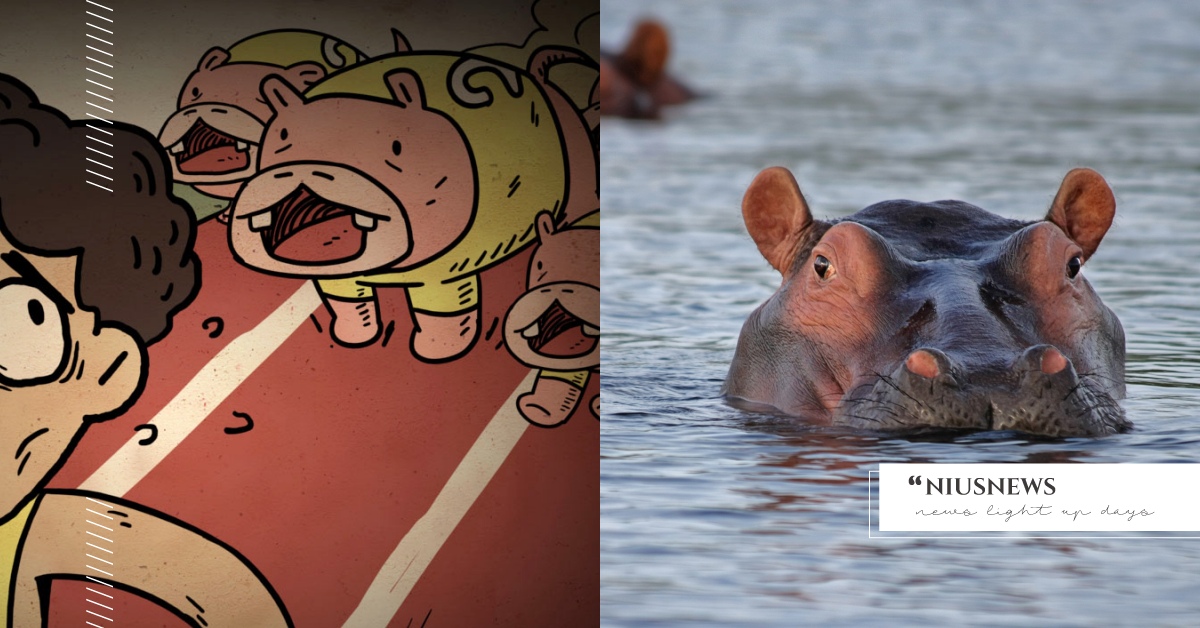 你知道嗎？河馬其實跑得比人還快？！ 冷知識 河馬 跑步