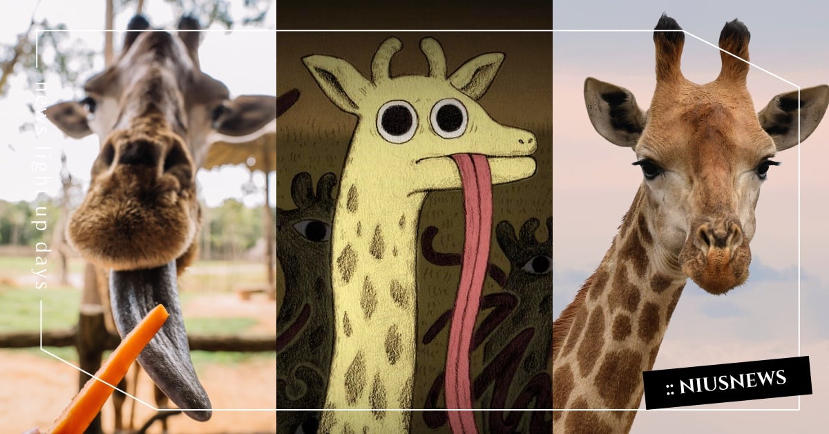 你知道嗎？長頸鹿的舌頭能達到50公分長 冷知識 長頸鹿 挖鼻孔