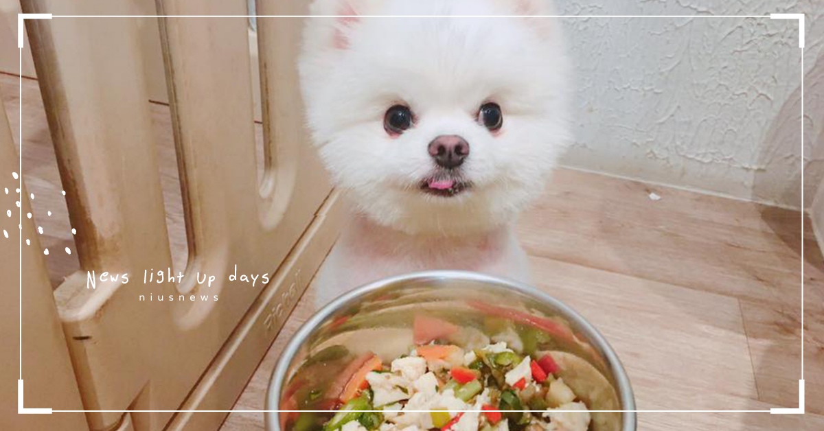 全台灣有6成的毛小孩都過胖！想幫寵物減肥的「3要1不」法則 寵物、健康、減肥、美國寵物食品協會、獸醫、運動、熱量