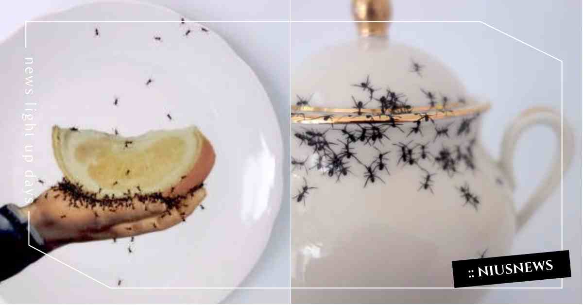 我的餐盤上有螞蟻！超逼真螞蟻瓷具組讓你看了就起雞皮疙瘩 螞蟻、瓷具、餐盤、杯子、藝術品、Evelyn Bracklow