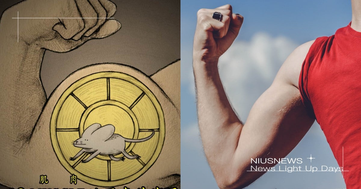 你知道嗎？肌肉「MUSCLE」的原意其實是「小老鼠」 冷知識 肌肉 語源