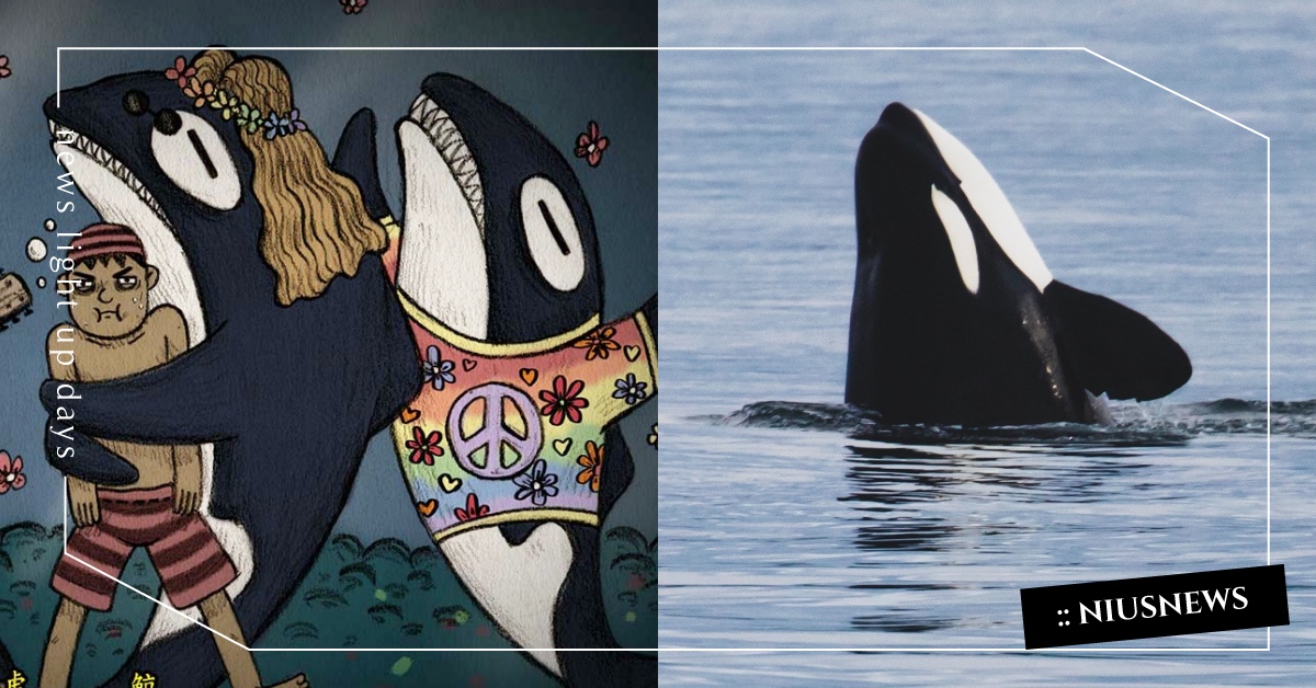 你知道嗎？其實野生殺人鯨從來沒有殺過人哦！ 冷知識 虎鯨 海洋動物