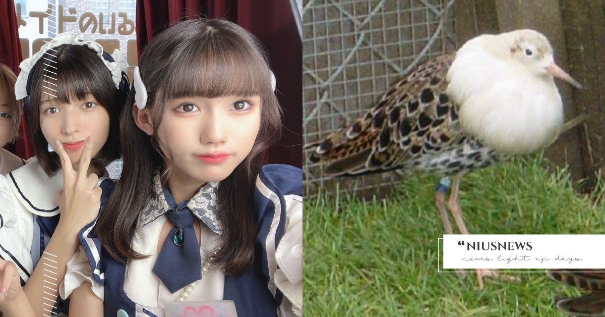 你知道嗎？「流蘇鷸」這種鳥會出現偽娘喔 候鳥 偽娘 多元成家