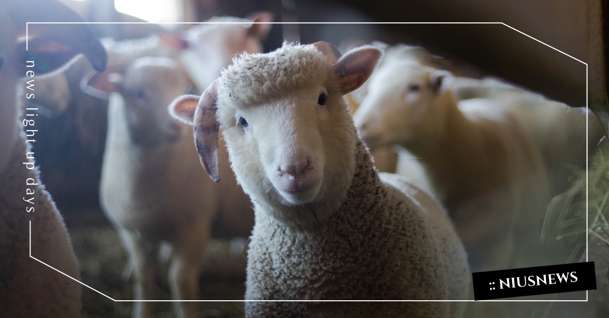 你知道嗎？綿羊其實超會認臉喔 冷知識、 臉盲、 聰明動物