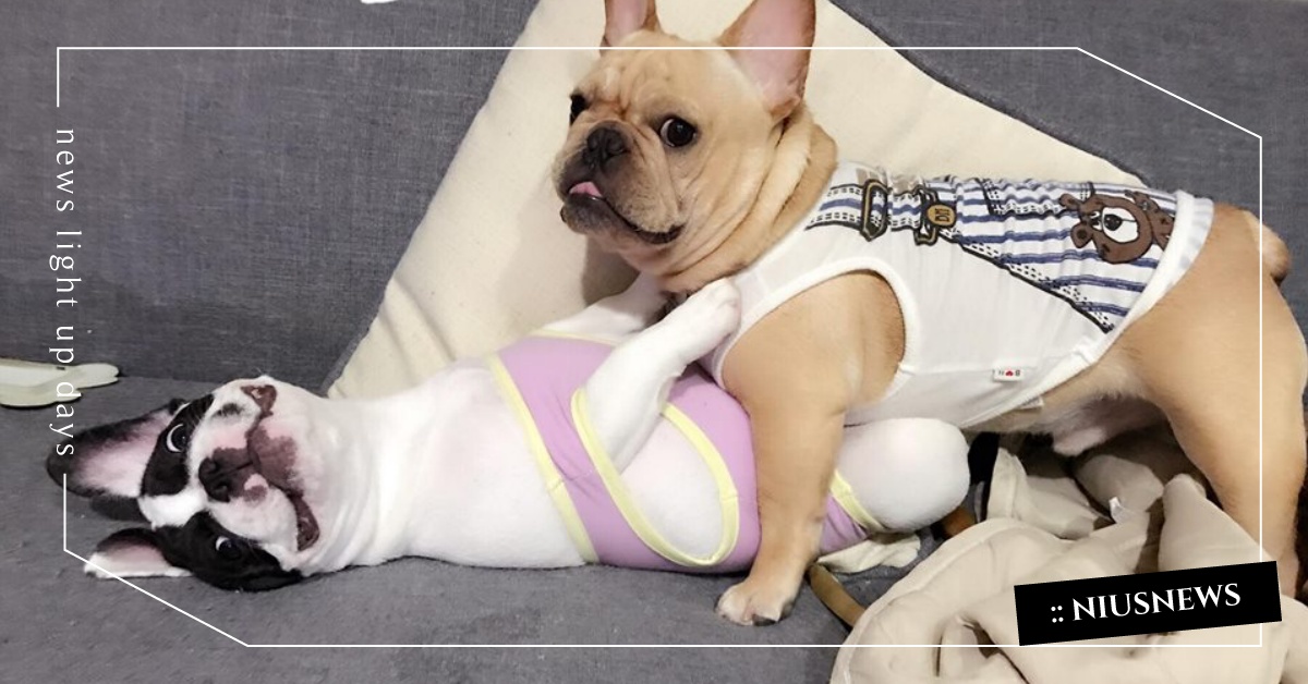 恩愛到不時出現18禁場面是合法的嗎？越吵感情越好的法鬥情侶檔花生醬＆波妞 法鬥、法國鬥牛犬、情侶檔、夫妻、花生醬、醬醬、波妞、米米、恩愛