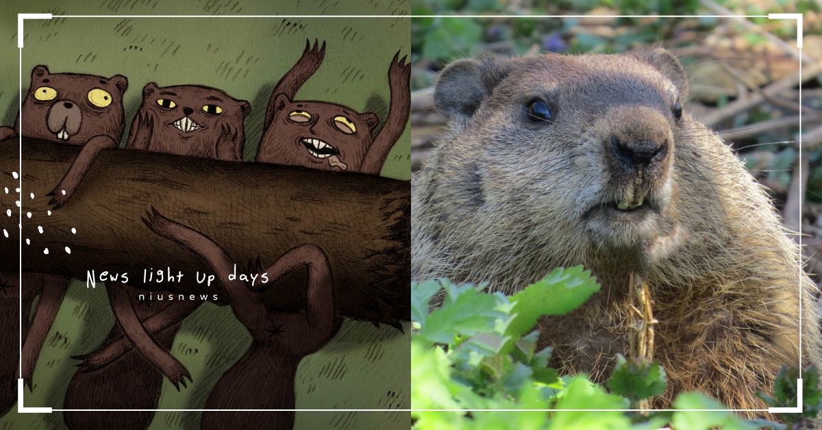 你知道嗎？河狸真的有可能「被自己啃斷的樹壓死」 冷知識、 野生動物、 beaver、 過勞死