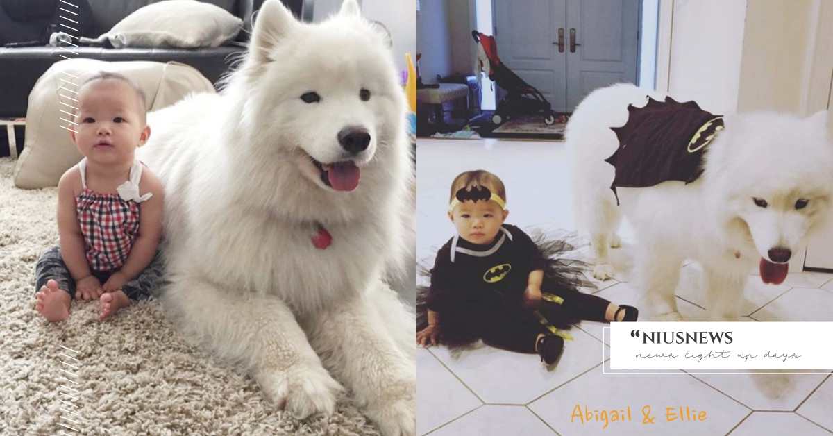 狗狗就是我的最佳學步車！薩摩耶犬和小主人的萌系雙胞胎日常 Ellie、Abigail、pettie2222、可愛、狗狗、療癒