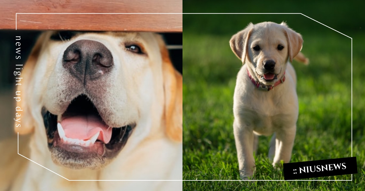 你知道嗎？有些拉布拉多犬天生具有「貪吃基因」喔 冷知識、 狗狗、 吃貨