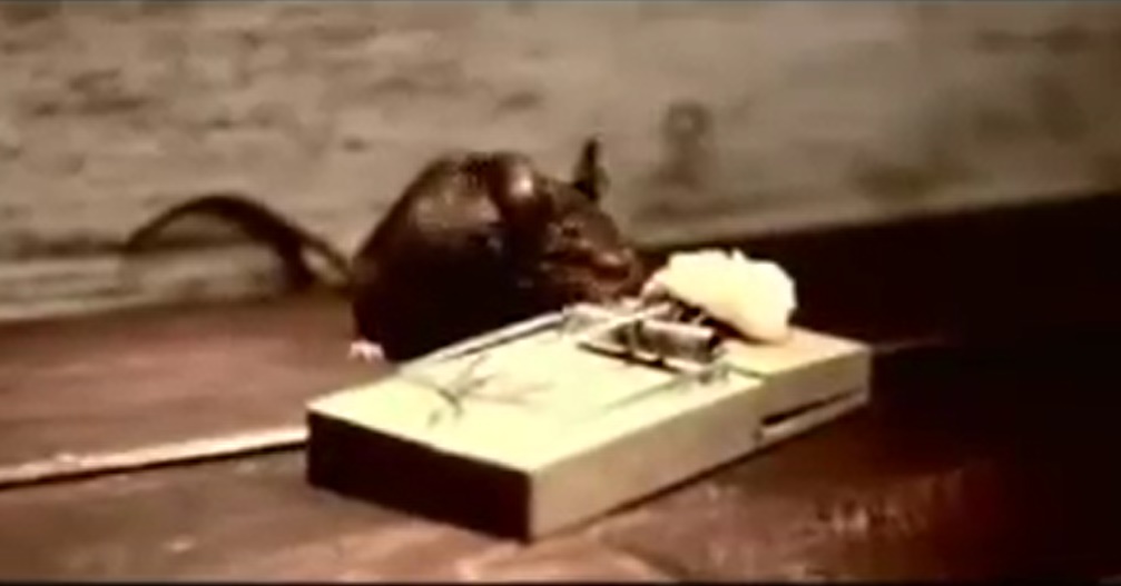 就算遭逢困境也絕對不能輕言放棄！超爆笑創意廣告 老鼠、捕鼠夾、起司、Nolan's Cheddar