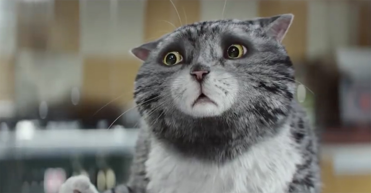 一隻貓，讓大家體會到了聖誕節的意義 聖誕節、火災、貓咪、分享、Sainsbury's