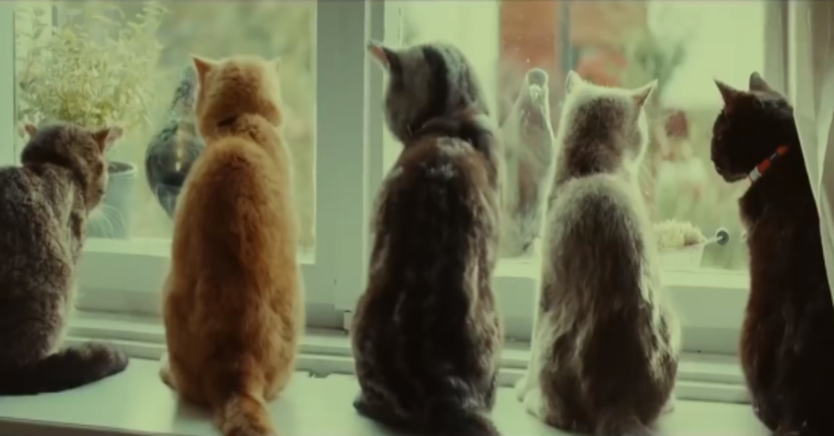 原來貓咪獨自看家，都偷偷背著主人... ykk ap、窗戶、喵星人