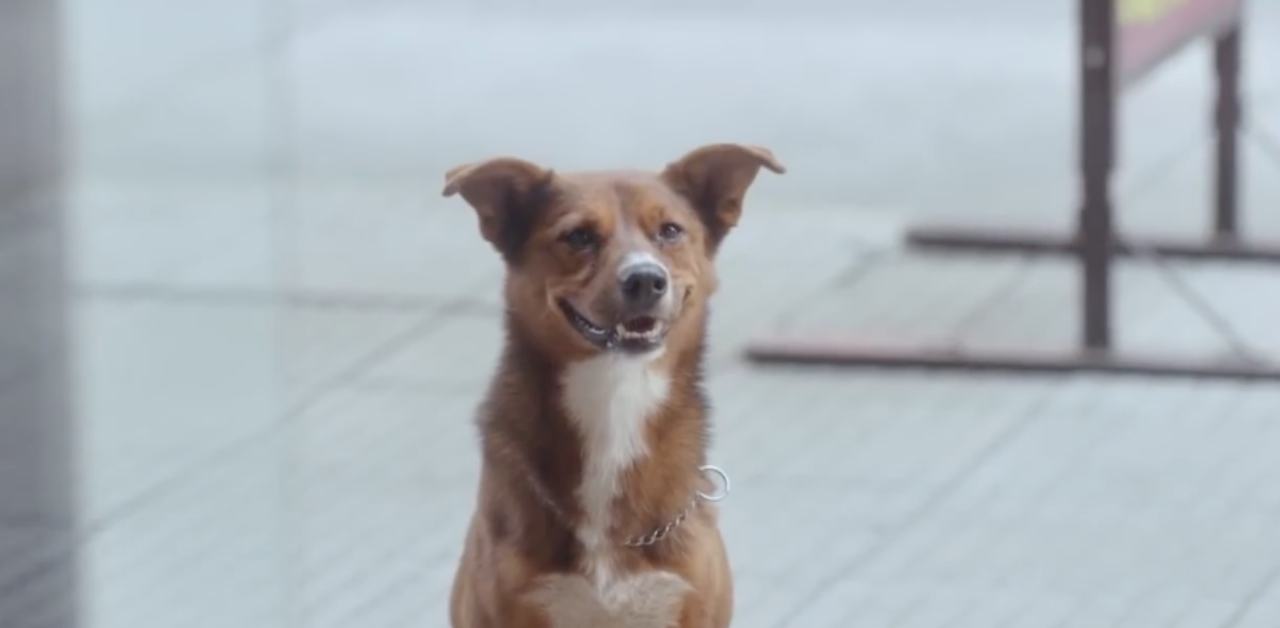 原來，你從未離開 阿根廷廣告、器官捐贈、捐贈、溫暖、