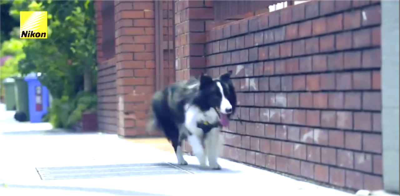 狗狗也能當攝影師 台灣廣告、狗、毛孩、攝影師、Nikon廣告、