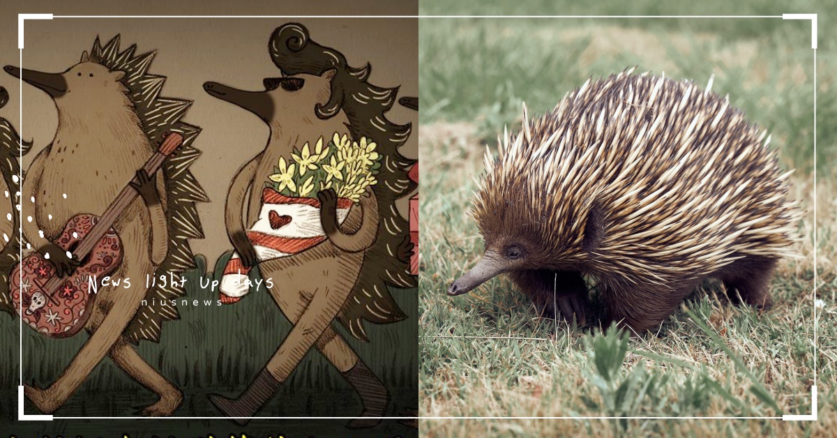 你知道嗎？公針鼴會「排隊等待交配」喔 冷知識、 澳洲、 野生動物、 紳士