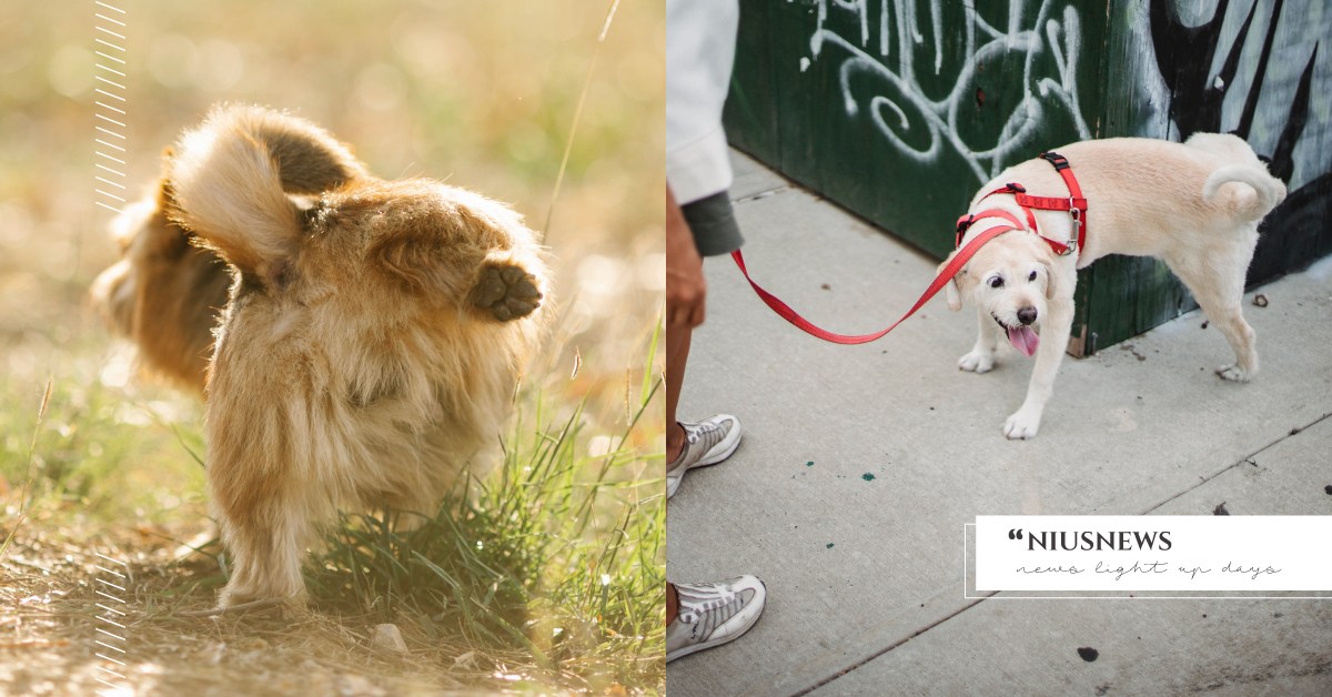 你知道嗎？所有哺乳動物的尿尿時間都是21秒喔 冷知識、 流體力學、 憋尿、 競爭力