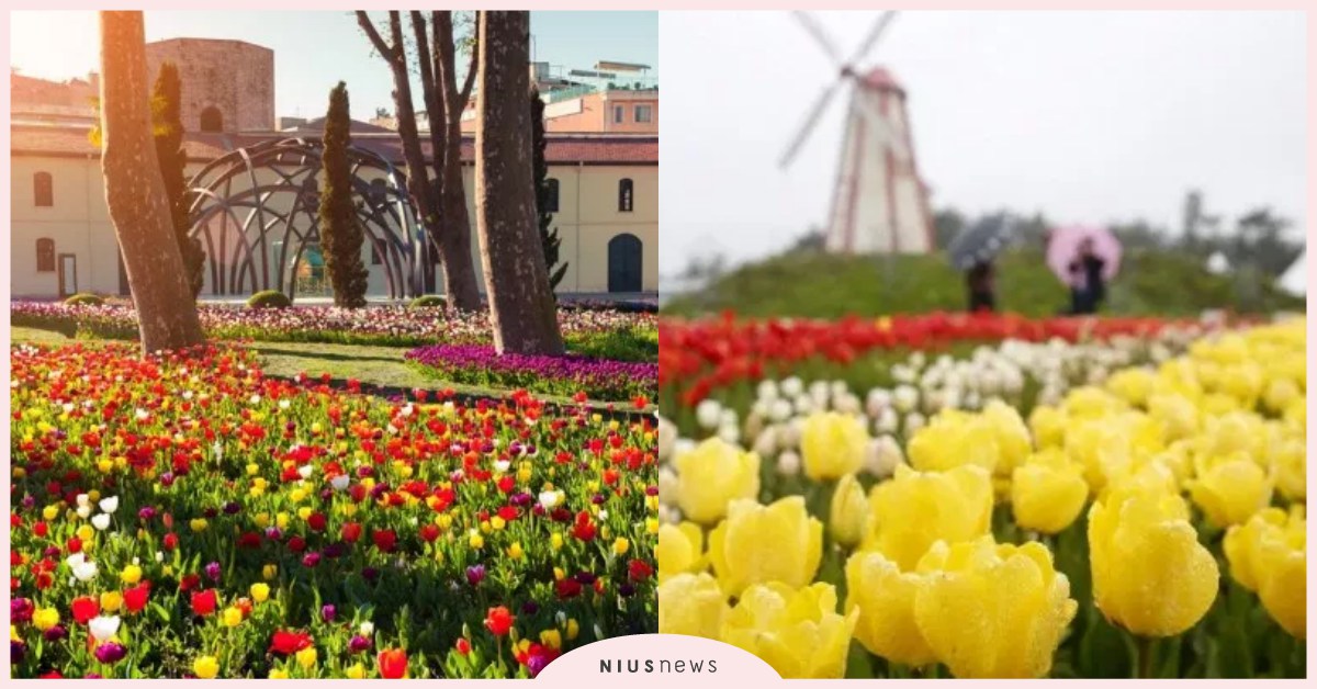 朝聖「魔幻」力量！春末夏初全球必追的鬱金香花海～ 土耳其、 日本、 澳洲、 荷蘭、 鬱金香