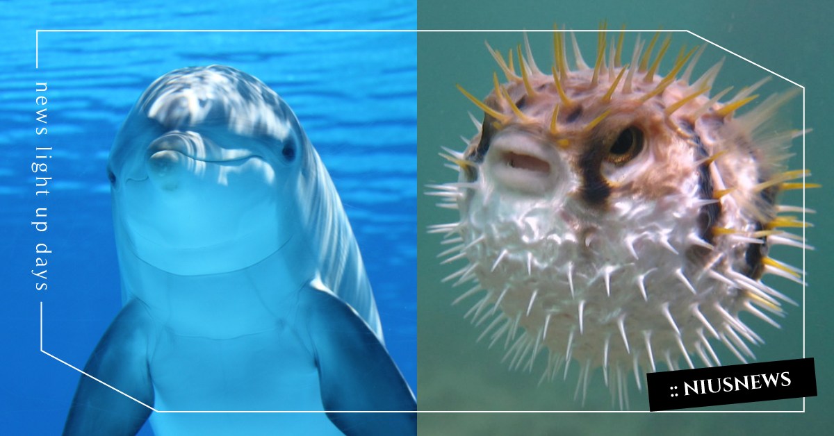你知道嗎？海豚會把河豚當毒品來嗨喔 冷知識、 海洋動物、 上癮、 吸貓