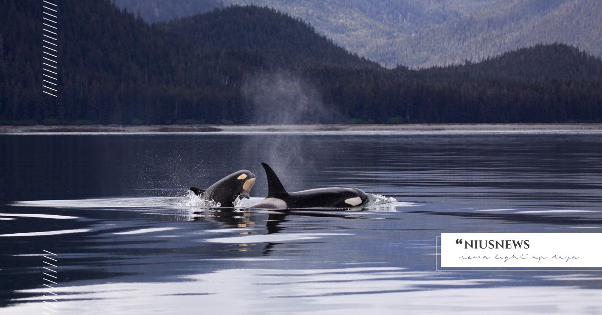 你知道嗎？虎鯨是地球上最大的媽寶喔 冷知識、 海洋動物、 殺人鯨、 母親節