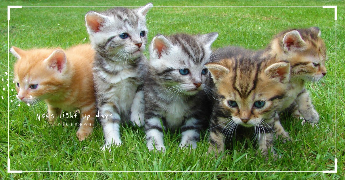 你知道嗎，橘貓話多又偏胖、三花貓就愛摔東西，傳說貓的性格和毛色有關？ 冷知識、乳牛貓、三花貓、橘貓、貓咪、喵星人、貓毛