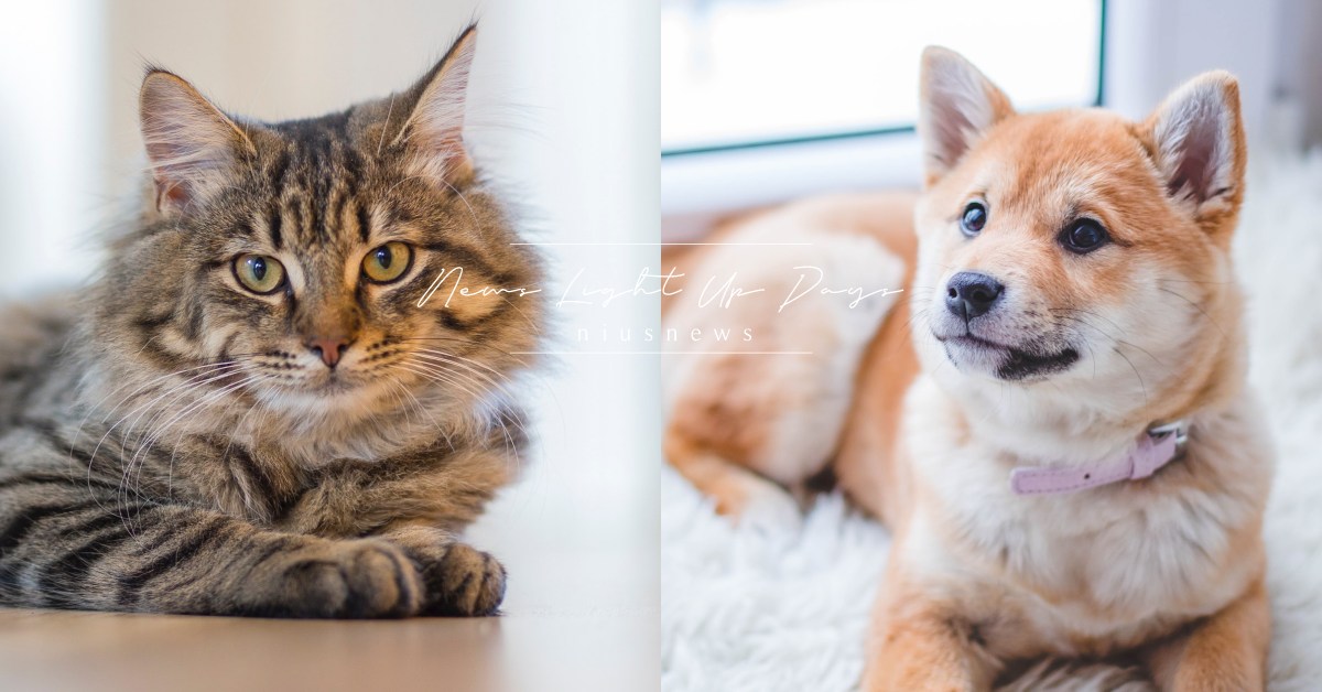 你知道嗎？「貓派、狗派」2類人的戀愛模式真的不太一樣喔 冷知識、 狗貓、 兩性關係、 男女