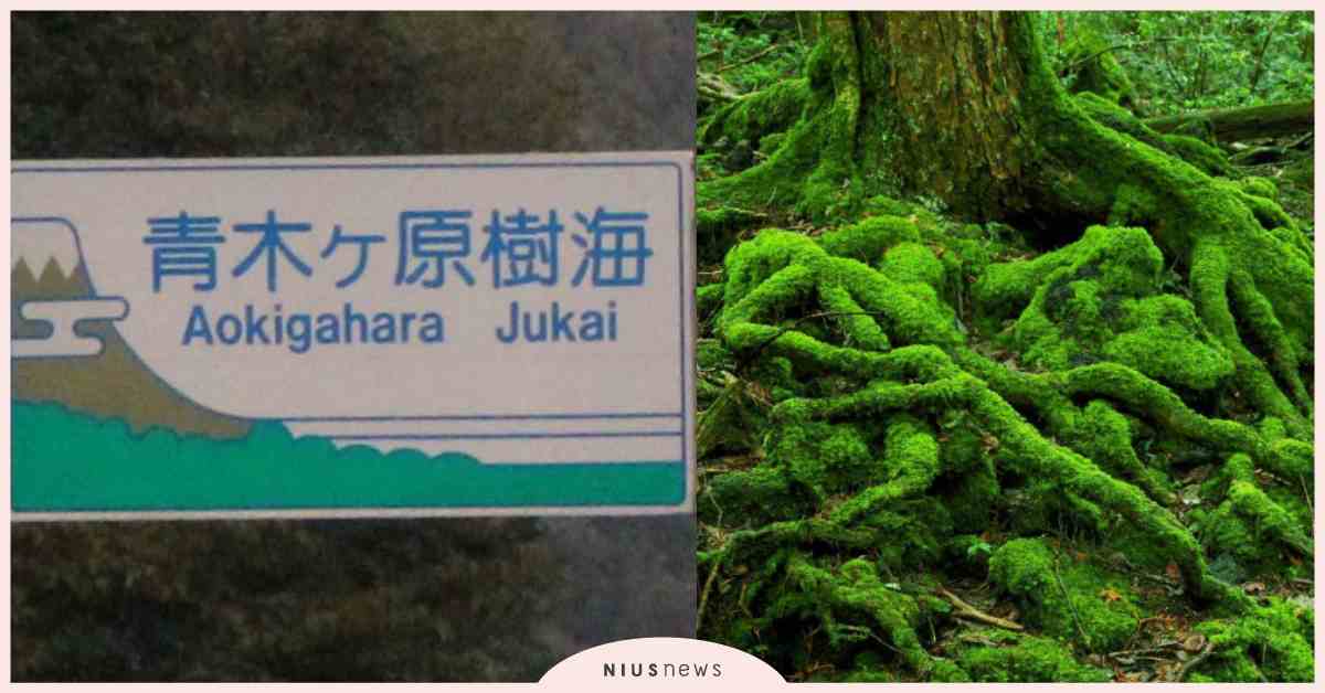 讓憂鬱者一去不復返的地方？關於日本著名森林「青木原樹海」的N件事？ 恐怖、鬼故事、驚悚、獵奇、可怕、詛咒、毛骨悚然、靈異、靈魂、詭異、日本、青木原樹海、自殺森林、LoganPaul