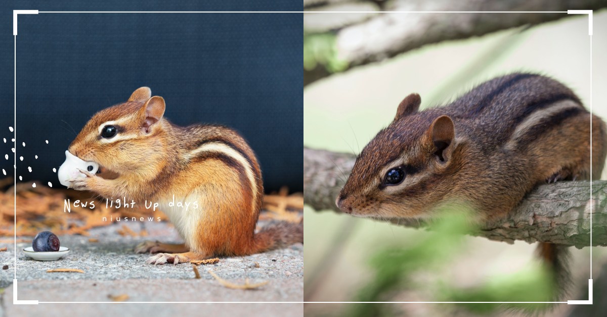 你知道嗎？有些小動物看世界會是慢動作喔 冷知識、 視覺、 動態、 新陳代謝