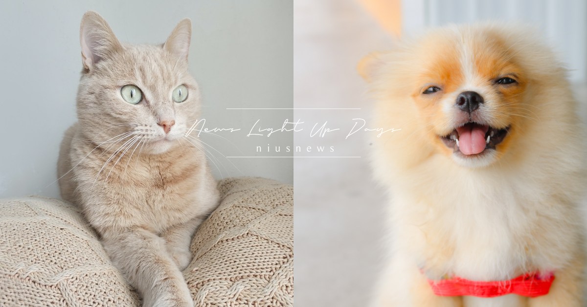 你知道嗎？貓狗年齡×7=人類歲數，這個算法其實是錯誤的喔 冷知識、 毛孩子、 寵物、 動物