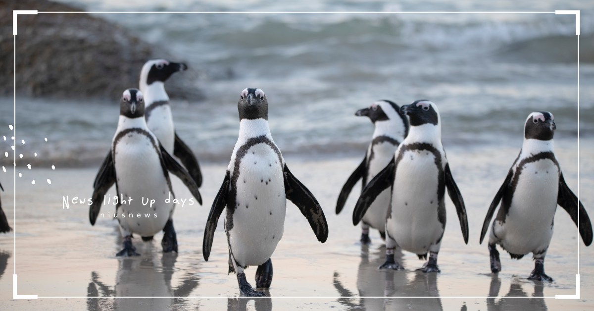 你知道嗎？企鵝會把同伴丟下海當祭品喔？ 冷知識、 南極、 企鵝、 北極熊