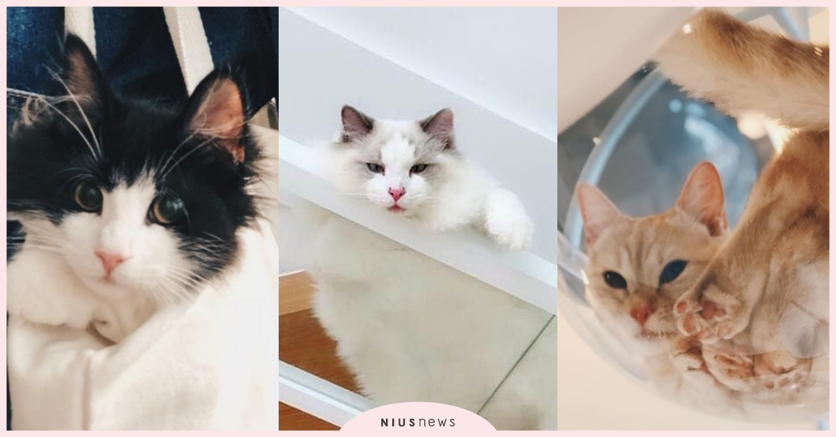 想同時被10隻貓咪包圍嗎？3家「零距離互動」專屬貓奴的天堂咖啡廳推薦 台灣、台北、羅東、宜蘭、林口、貓咪咖啡廳、貓、咖啡廳、貓的生活提案、FUFU CAT CAFE、貓極簡、貓泰泰