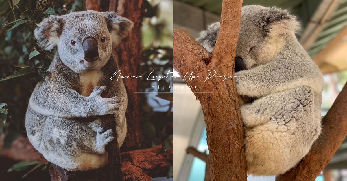 你知道嗎？無尾熊每天能睡上20小時喔 冷知識、 考拉、 澳洲動物、