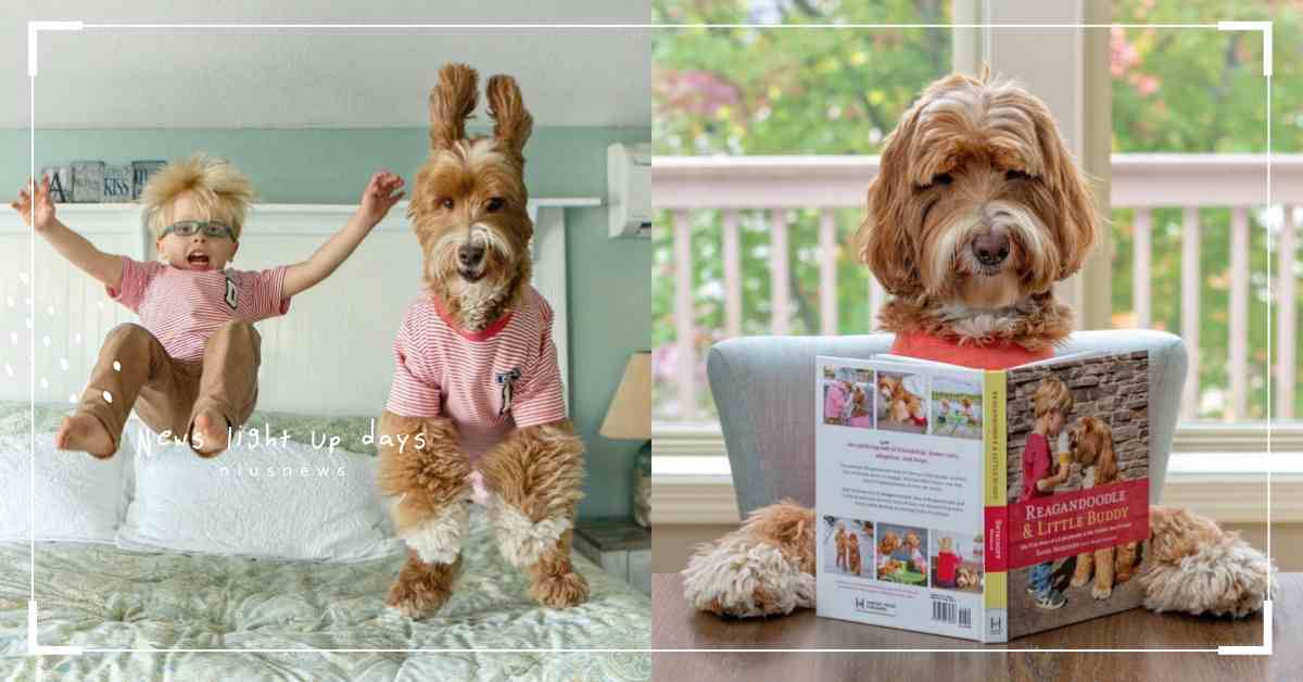 IG有藍勾勾的狗明星！Reagan&Buddy可愛日常療癒40萬人心♡ Reagan、Buddy、reagandoodle、狗、Labradoodle、拉布拉多貴賓狗、網紅