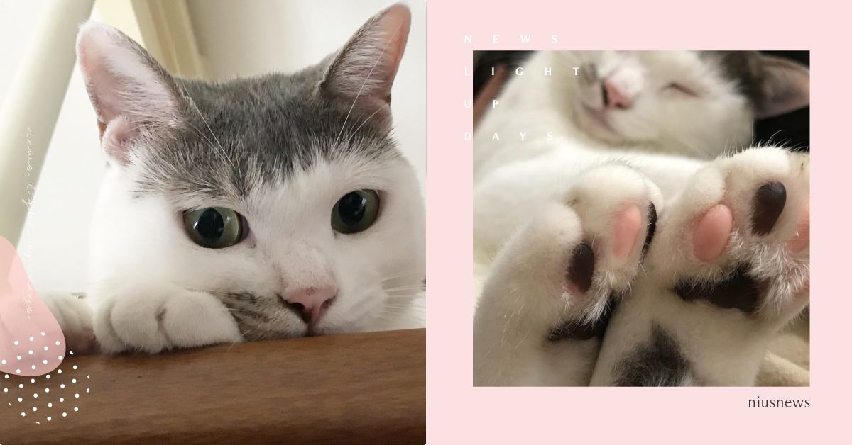 先森，請問你的妹妹頭是哪裡剪的？讓夯遍微博的魔性齊瀏海貓貓療癒你的心吧♡ 貓、妹妹頭、齊劉海、日本、omame