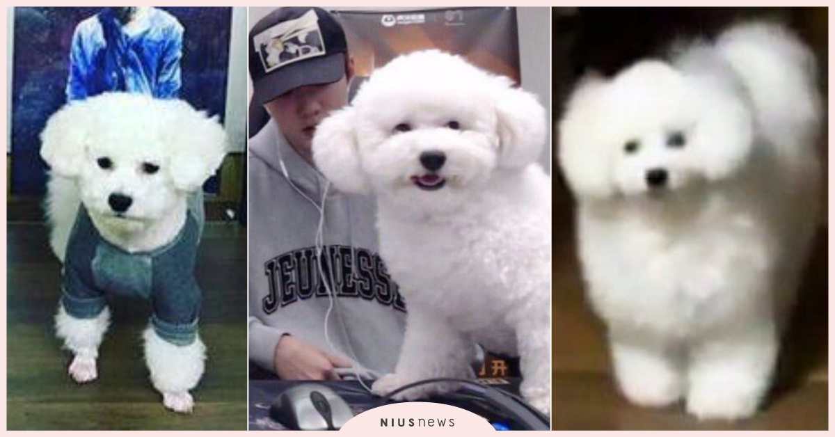 有看過狗狗「四段變身」嗎？EXO世勳愛犬VIVI胖成OIOI！粉絲：「是羊嗎？」 EXO世勳、韓星寵物、韓星愛狗、世勳VIVI