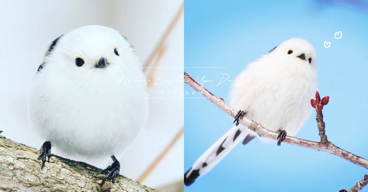 雪國精靈「銀喉長尾山雀」白白圓圓的好萌啊！網友：還以為是豆大福呢！ 銀喉長尾山雀、雪國精靈、雪之妖精、鳥、ぼく、シマエナガ。