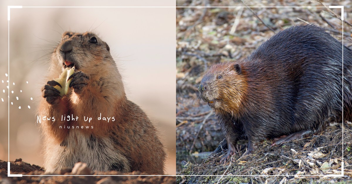 你知道嗎？歐洲河狸很專情，美國河狸卻很花心喔 冷知識、 動物、 一夫一妻、 多夫多妻