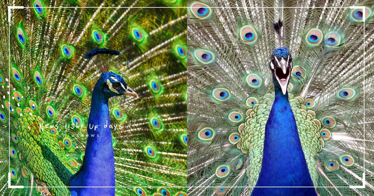 你知道嗎？公孔雀會發出叫床聲假裝自己很受歡迎喔 冷知識、 求偶、 動物、 鳥類