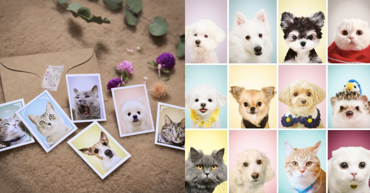 韓國最新流行「寵物證件照」萌又可愛！網友：「我家那隻過動又好動，絕對坐不住！」 寵物證件照、寵物、毛小孩