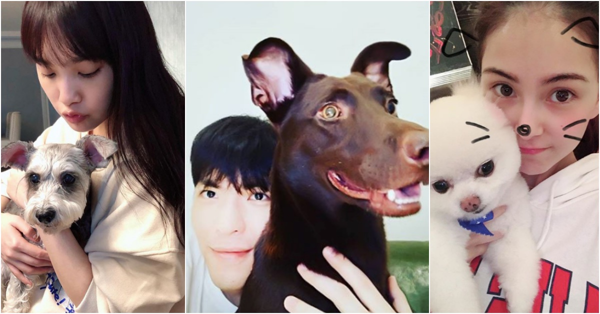 為狗狗開一間餐廳？盤點演藝圈中5位狗奴，為了狗狗不惜下重本！ 狗奴、周杰倫、蕭敬騰、楊丞琳、阿Sa、艾怡良、狗狗、寵物