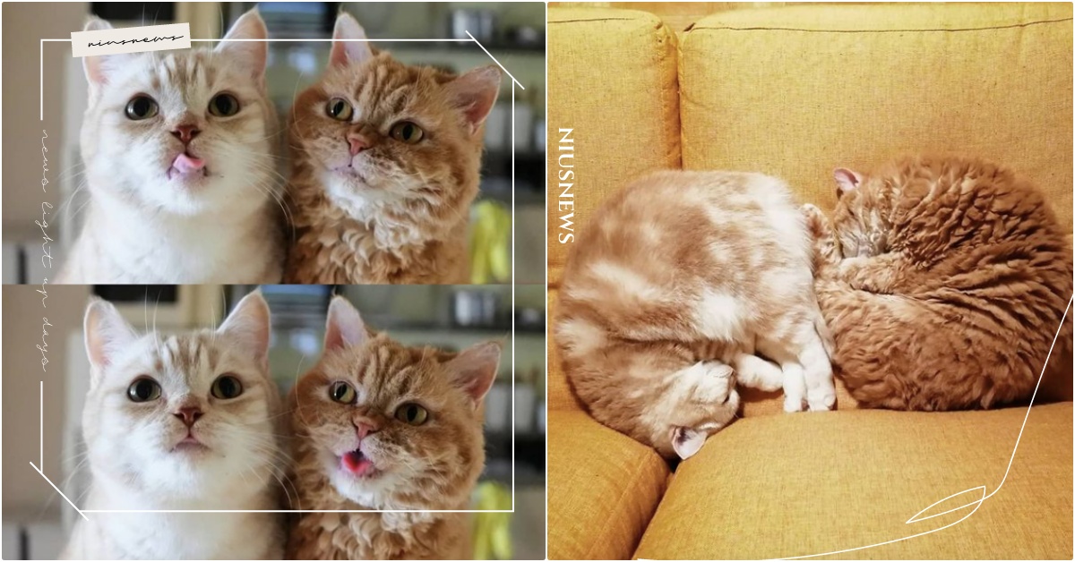 睡覺神同步捲成「肉球」♡日本超萌偽雙胞胎貓咪的黏TT日常，連呆萌眼神都複製貼上！ 貓咪、雙胞胎貓咪、貓星人、爆紅貓咪IG、muffin_the_munchkin