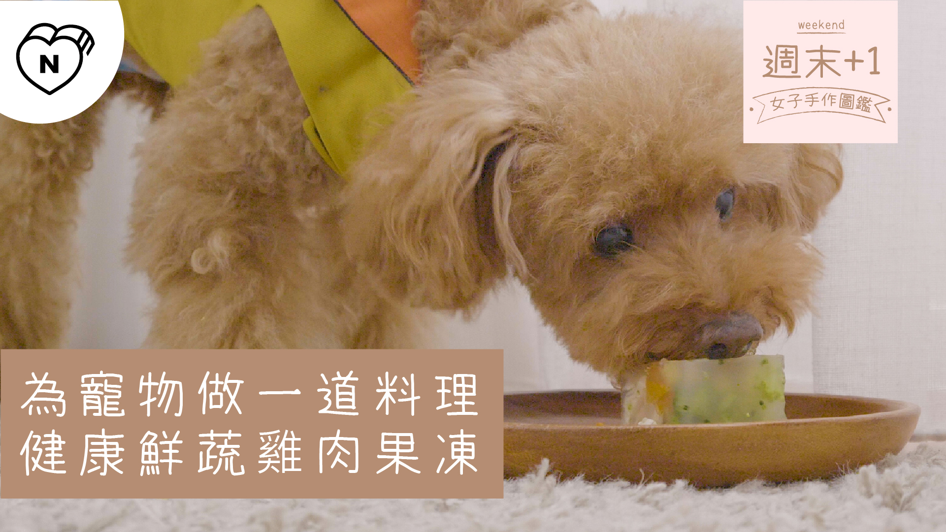 為寵物作一道料理，健康鮮蔬雞肉果凍｜週末+1-女子手作圖鑑 