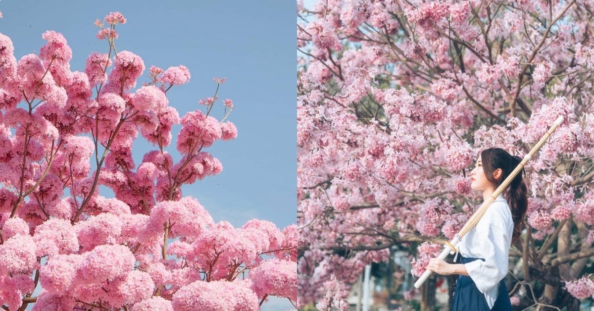 「洋紅風鈴木」專屬春天的粉色煙火！全台賞花景點不私藏分享♡ 洋紅風鈴木、紅花風鈴木、賞花、景點、南投、嘉義、彰化、草屯、哪裡看、台灣