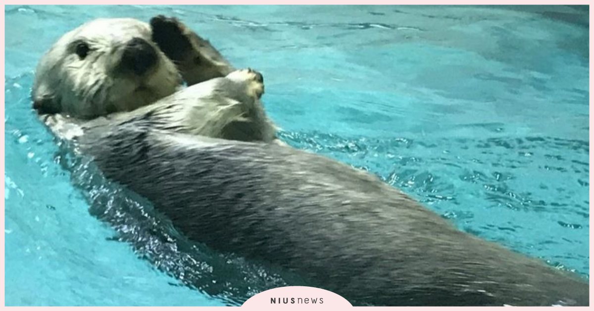 海獺喜好者必訪三重縣鳥羽水族館！一起來看「花枝跳」吧！ 鳥羽水族館、水族館、海獺、日本、三重縣 