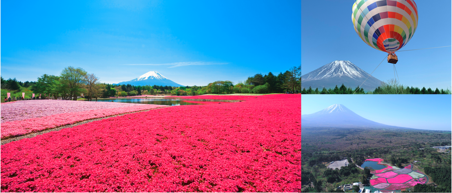賞完櫻花賞芝櫻！欣賞絕景與品嚐美食就在「2019富士芝櫻祭」 富士山、芝櫻、富士芝櫻祭、河口湖、日本自由行