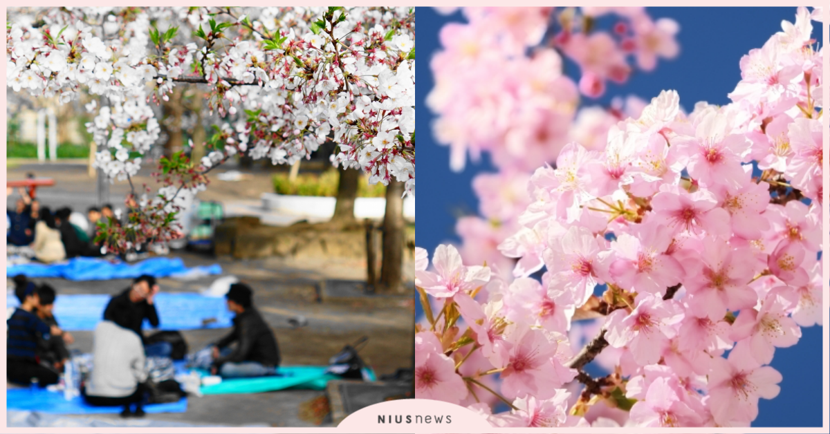 追櫻花也別忘小細節！日劇情節裡出現的公司賞櫻會背後所蘊藏的眉角 職女子、日本職場、人際關係、菜鳥、賞櫻、櫻花、日本上班族、賞櫻幹事
