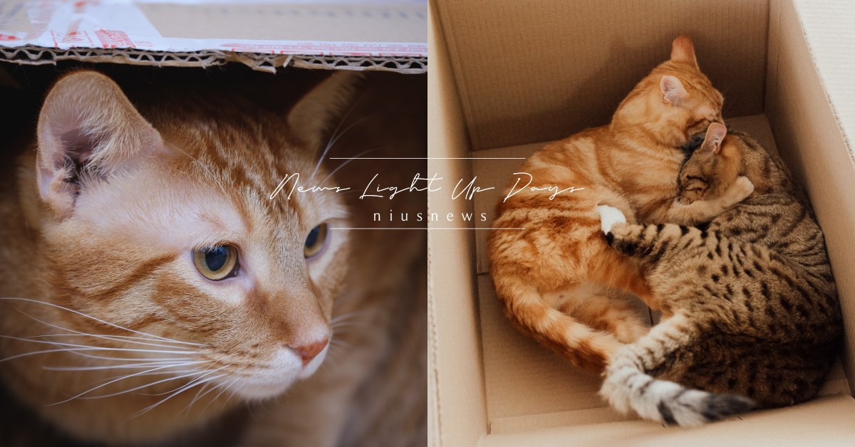 你知道嗎？貓愛紙箱可能勝過愛你 冷知識、貓、紙箱、逃避