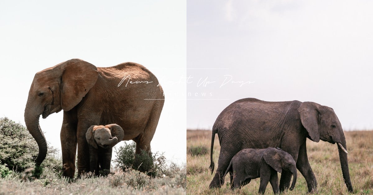 你知道嗎？大象寶寶不知道牠可以用鼻子喝水、緊張時會把「象鼻當奶嘴」？ 冷知識、大象、鼻子、