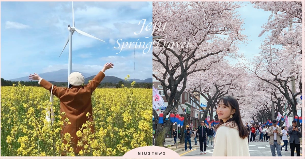 「濟州島春日賞花攻略」櫻花、油菜花、鬱金香一次get！帶上你的花仙子閨蜜一起出發 濟州島、春天、賞花、櫻花、油菜花、鬱金香、賞櫻、景點、推薦、分享、典農路、櫻花慶典、新山公園、加時里、鹿山路、犀牛峰、上孝園、生活韓服
