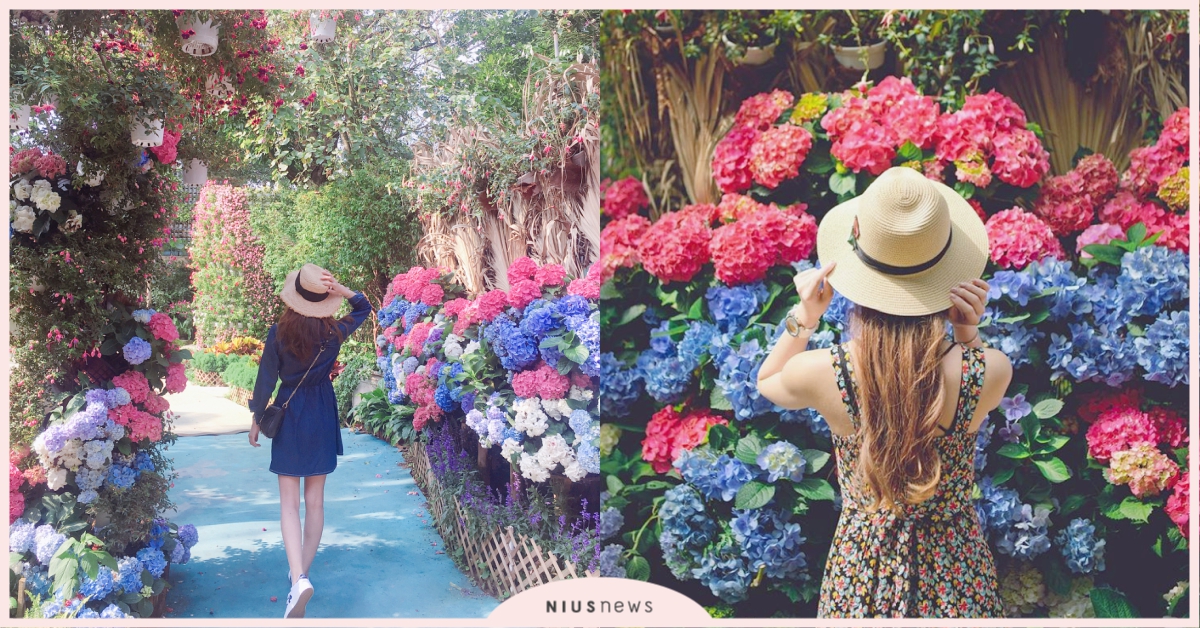 小仙女必去！苗栗「花露農場」繡球花季開跑，花牆、雨林咖啡廳一次Get♡ 花露農場、苗栗、卓蘭、繡球花、雨林咖啡廳、賞花、精油主題館、打卡、台灣