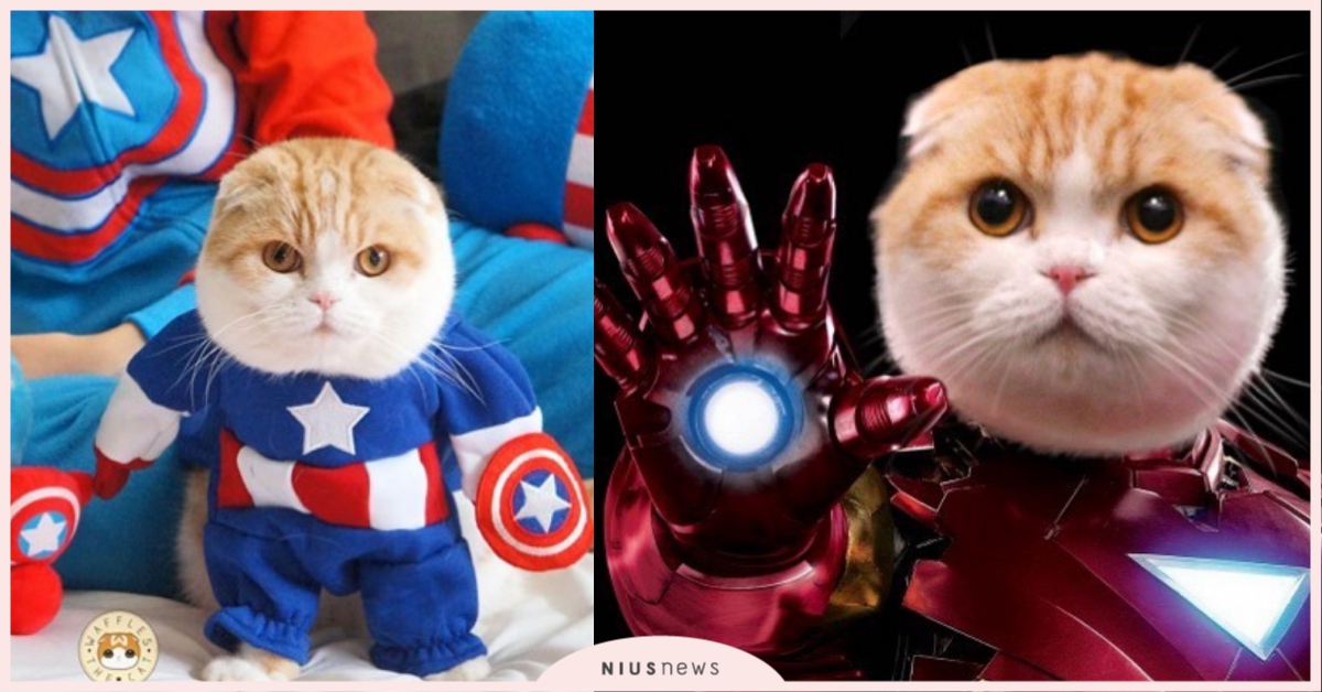 就連反派都萌進心坎！鋼鐵喵、洛基喵「復仇者喵聯盟」擄獲81萬人心～ 復仇者聯盟、貓、鬆餅、變裝、cosplay、waffles_the_cat